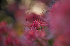 IMG_6625-500mm-F4,0-250917-Luminar Neo__
