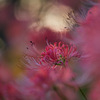 IMG_6625-500mm-F4,0-250917-Luminar Neo__