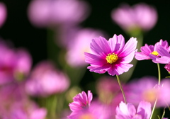 093A3548......SILKYPIX_DS_PRO.......