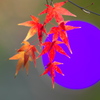 BS6T9985......SILKYPIX_DS_PRO...9--2...2