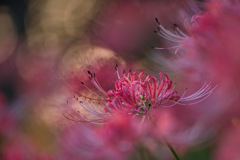IMG_6502-500mm-F4,0-250917-Luminar Neo__