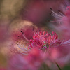 IMG_6502-500mm-F4,0-250917-Luminar Neo__