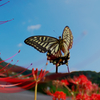 BS6T6601-23mm-F6,3-230928-....SILKYPIX_8