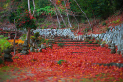 IMG_9741-50mm-F1,4-241209-SILKYPIX_
