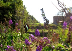 IMG_4982......SILKYPIX_DS_PRO..4...3