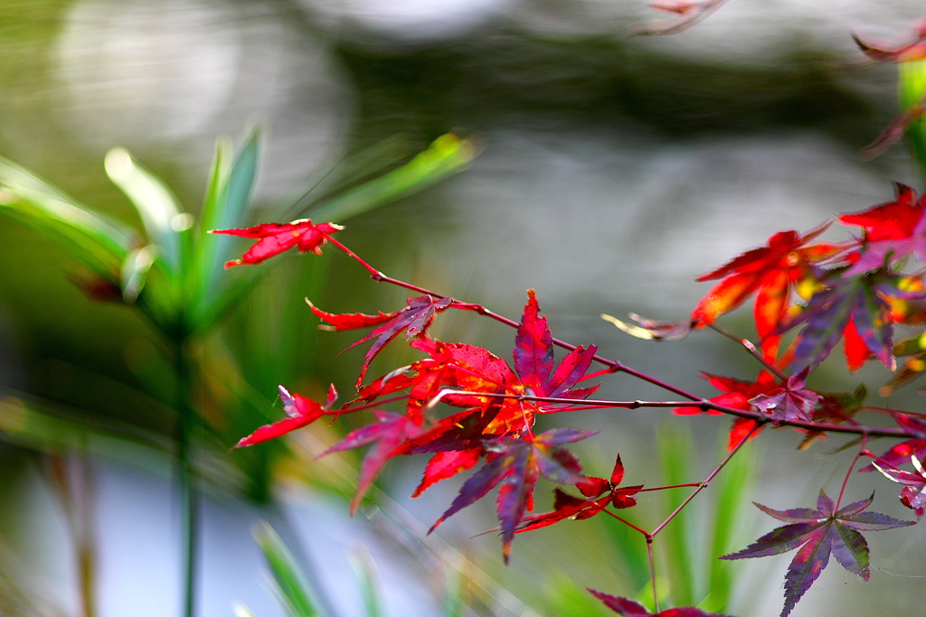 093A9654......SILKYPIX_DS_PRO...13..