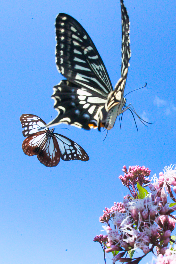 BS6T7484 (6)-21mm(テレコン)-F16-231016-Lumin