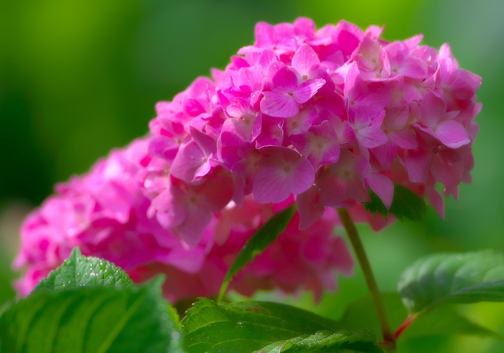 093A4428......SILKYPIX_DS_PRO..7-3...