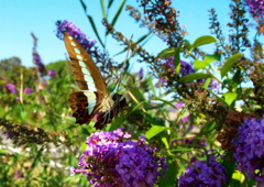 IMG_4793......SILKYPIX_DS_PRO...3..
