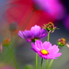 BS6T2888......SILKYPIX_DS_PRO...7...2110