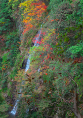 IMG_5310-47mm-F18-241114-SILKYPIX_2