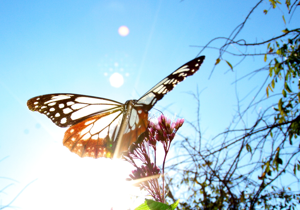IMG_6133......SILKYPIX_DS_PRO...13..