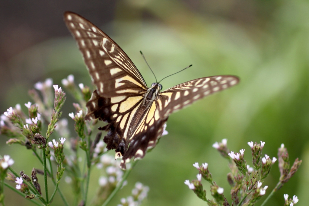 蝶々と、花...IMG_9860