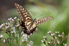 蝶々と、花...IMG_9860