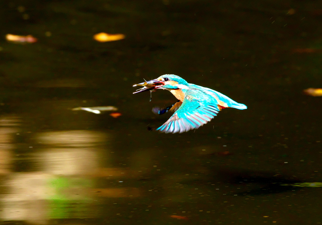 093A2483......SILKYPIX_DS_PRO...93..