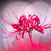 BS6T6036-500mm-F4,0-230928-....SILKYPIX_