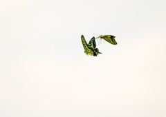 IMG_0334......SILKYPIX_DS_PRO...3..3