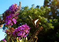 IMG_4953......SILKYPIX_DS_PRO..4...