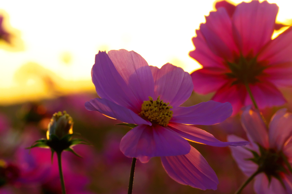 IMG_6771......SILKYPIX_DS_PRO....3.