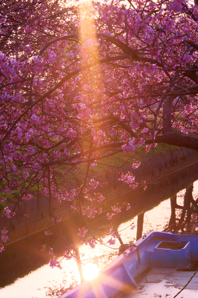 BS6T4517-135mm-F25-230308-....SILKYPIX_9