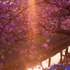 BS6T4517-135mm-F25-230308-....SILKYPIX_9