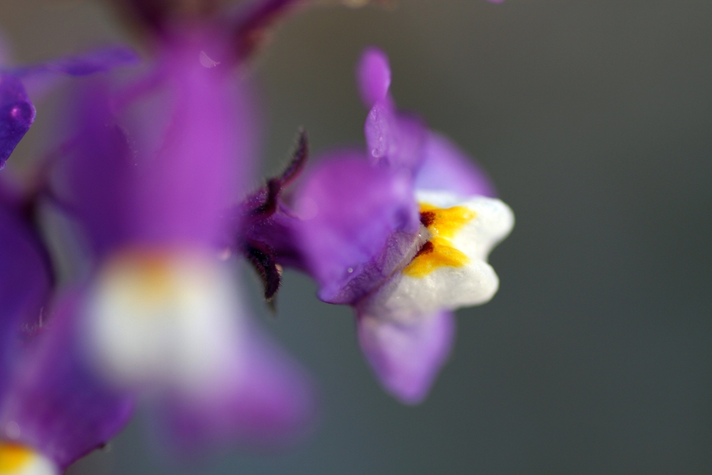 IMG_5318...3