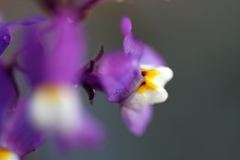 IMG_5318...3