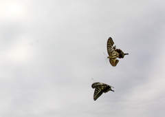 IMG_0739...SILKYPIX..2.