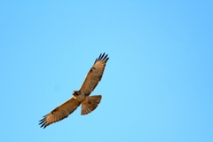 IMG_0470.....2.....3