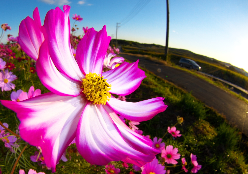 IMG_7653......SILKYPIX_DS_PRO.....