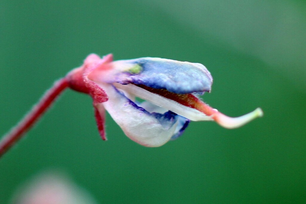 怪獣の顔みたいな花..IMG_6071..2...3
