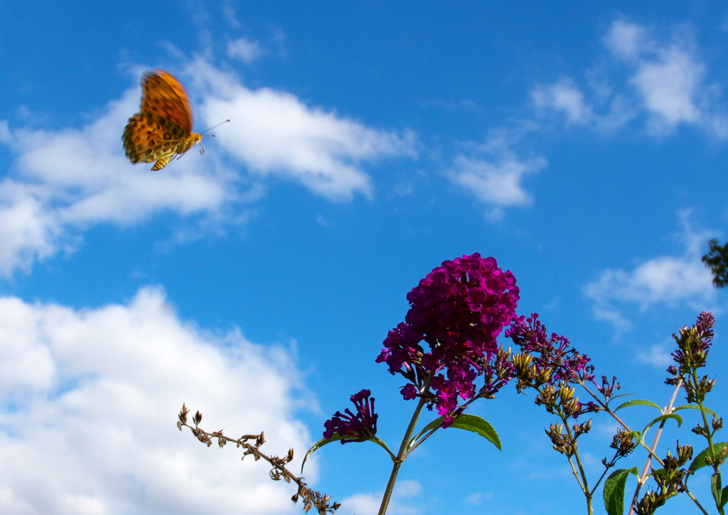 IMG_2831......SILKYPIX_DS_PRO...4..