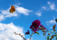 IMG_2831......SILKYPIX_DS_PRO...4..