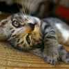 093A1732......SILKYPIX_DS_PRO...7...2111