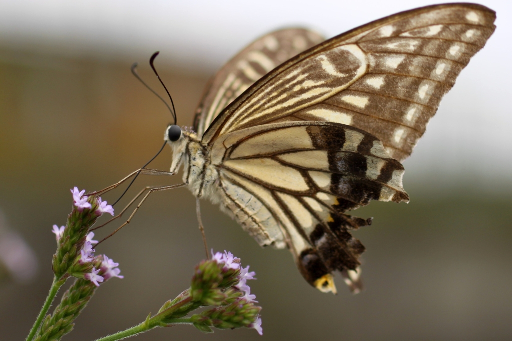 美味しいなぁ～...IMG_9756