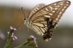 美味しいなぁ～...IMG_9756