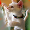 093A0579......SILKYPIX_DS_PRO....7..2111