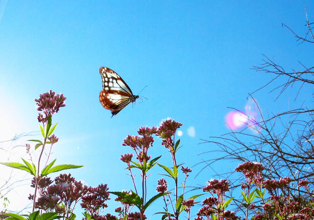 IMG_0278......SILKYPIX_DS_PRO...13..