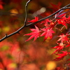 093A3348......SILKYPIX_DS_PRO....6.