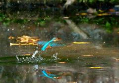 093A4566......SILKYPIX_DS_PRO....835.