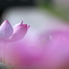 093A3425......SILKYPIX_DS_PRO...93..