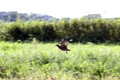 IMG_7442...2.....