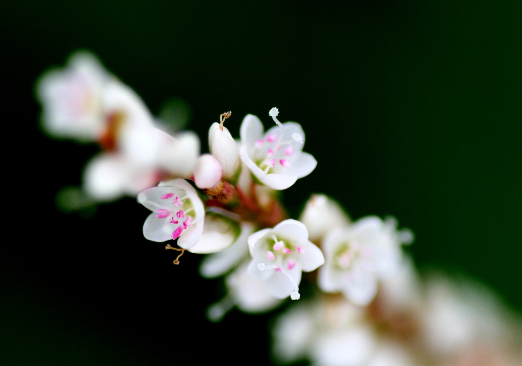 IMG_5273......SILKYPIX_DS_PRO...6..