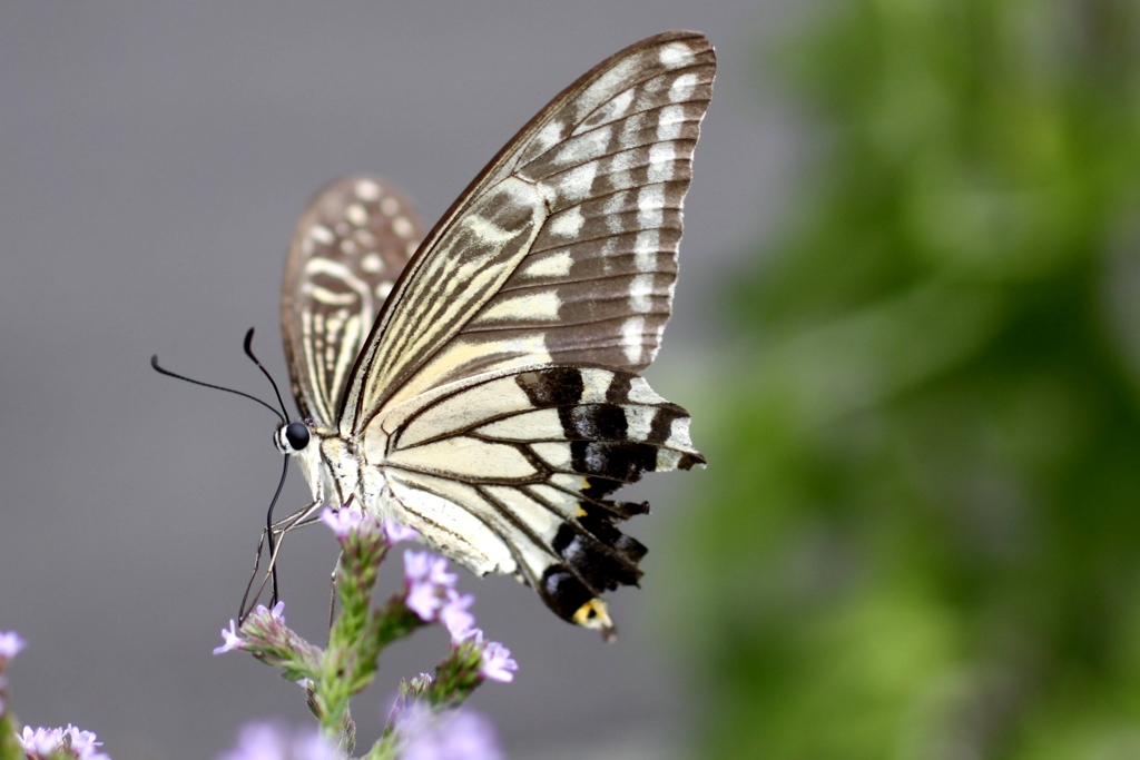 カメラ目線...IMG_9671.....IMG_9671