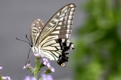 カメラ目線...IMG_9671.....IMG_9671