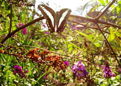 IMG_4762......SILKYPIX_DS_PRO...2..