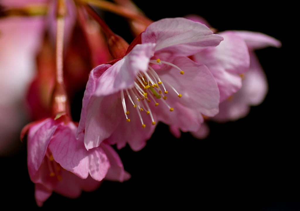 IMG_0494......SILKYPIX_DS_PRO....4.