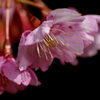 IMG_0494......SILKYPIX_DS_PRO....4.