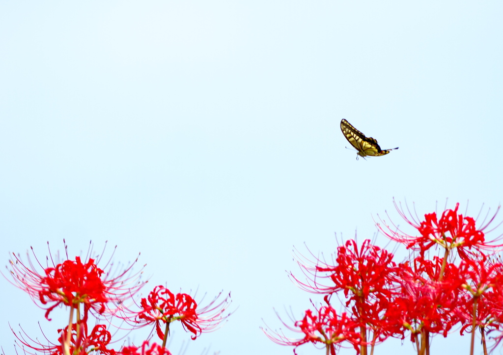 IMG_9979......SILKYPIX_DS_PRO...3..