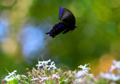 IMG_5902......SILKYPIX_DS_PRO..13...
